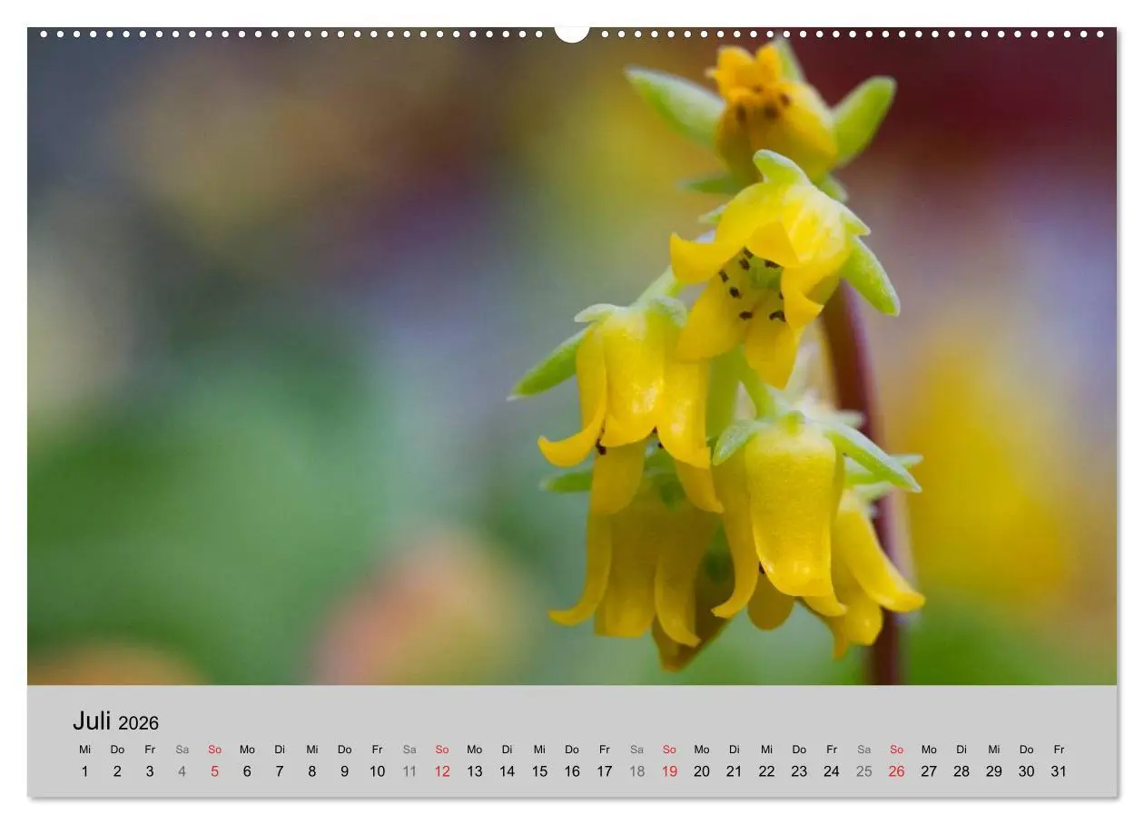 Bild: 9783516071962 | Blütensymphonie - Kakteen und Sukkulenten (Wandkalender 2026 DIN A2...