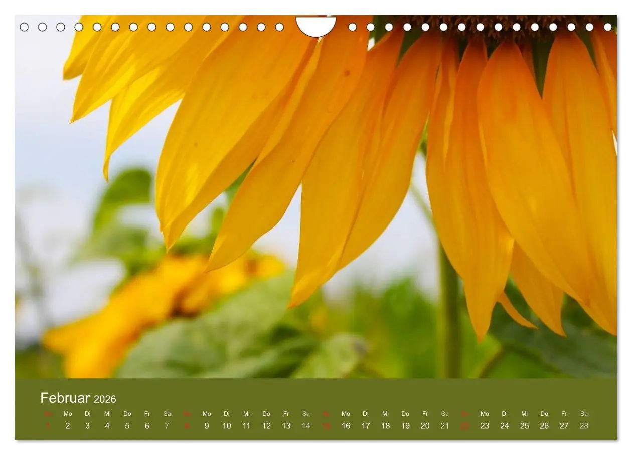 Bild: 9783516192162 | Sonnenblumen - die Blumen der Lebensfreude (Wandkalender 2026 DIN...