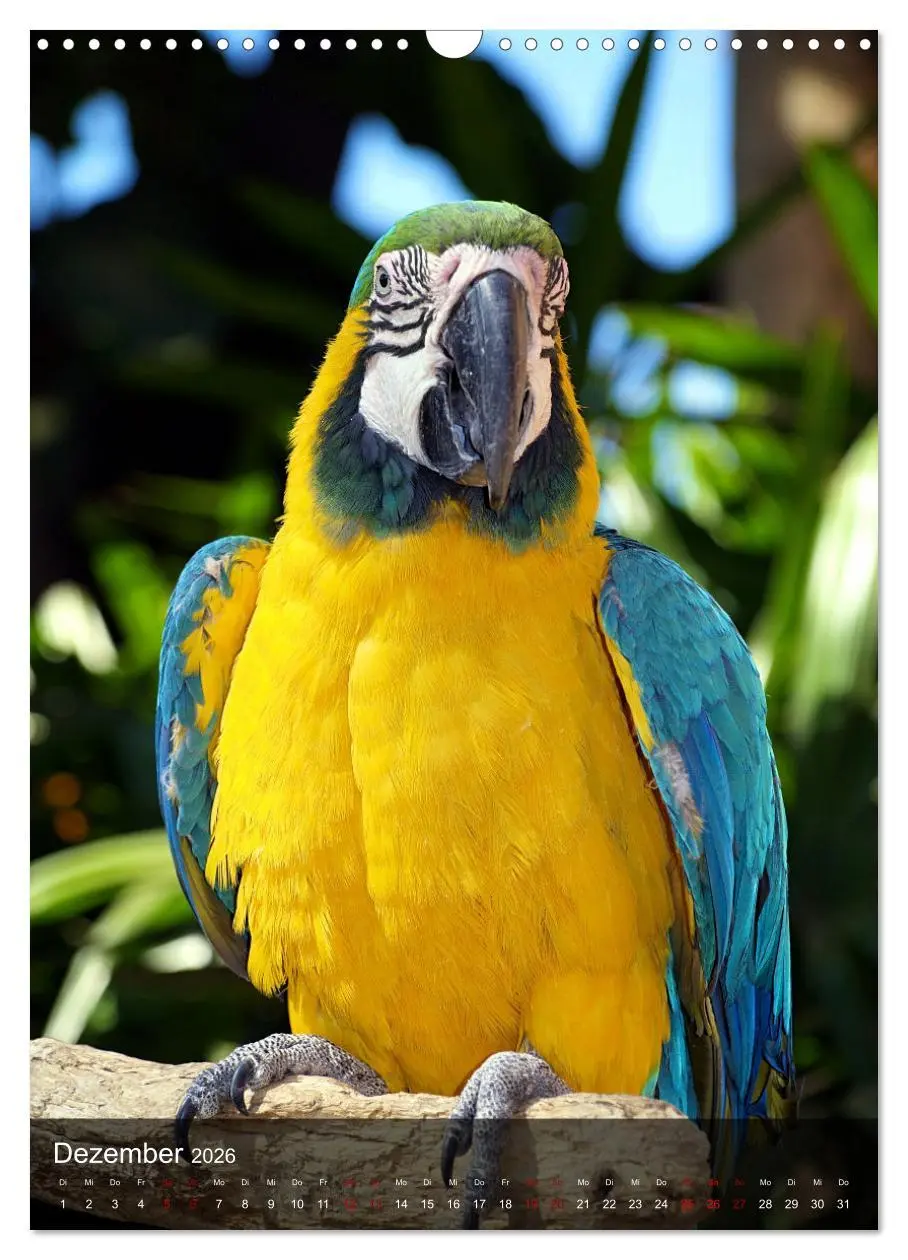 Bild: 9783516332162 | Papageien - exotische Schönheiten (Wandkalender 2026 DIN A3 hoch),...