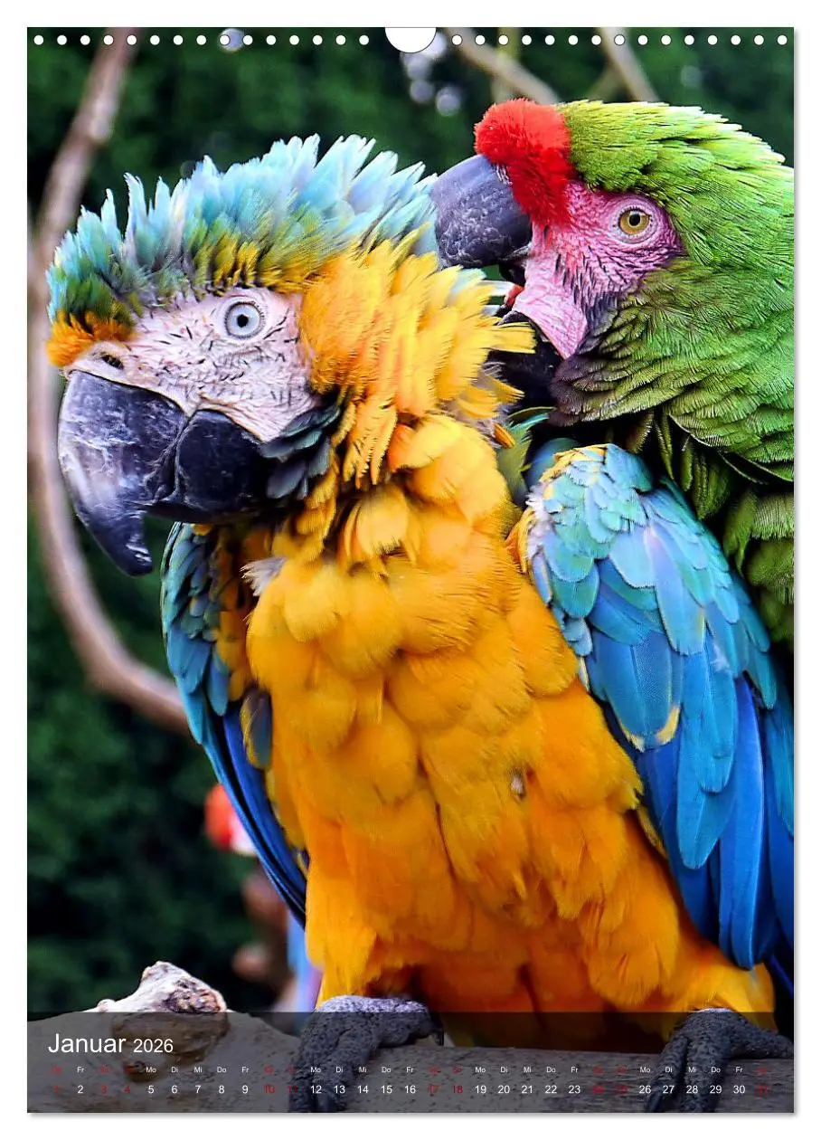 Bild: 9783516332162 | Papageien - exotische Schönheiten (Wandkalender 2026 DIN A3 hoch),...