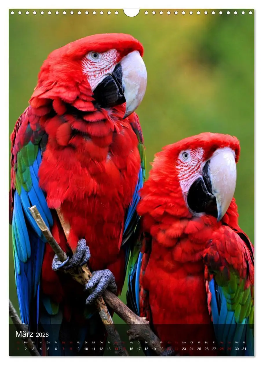 Bild: 9783516332162 | Papageien - exotische Schönheiten (Wandkalender 2026 DIN A3 hoch),...