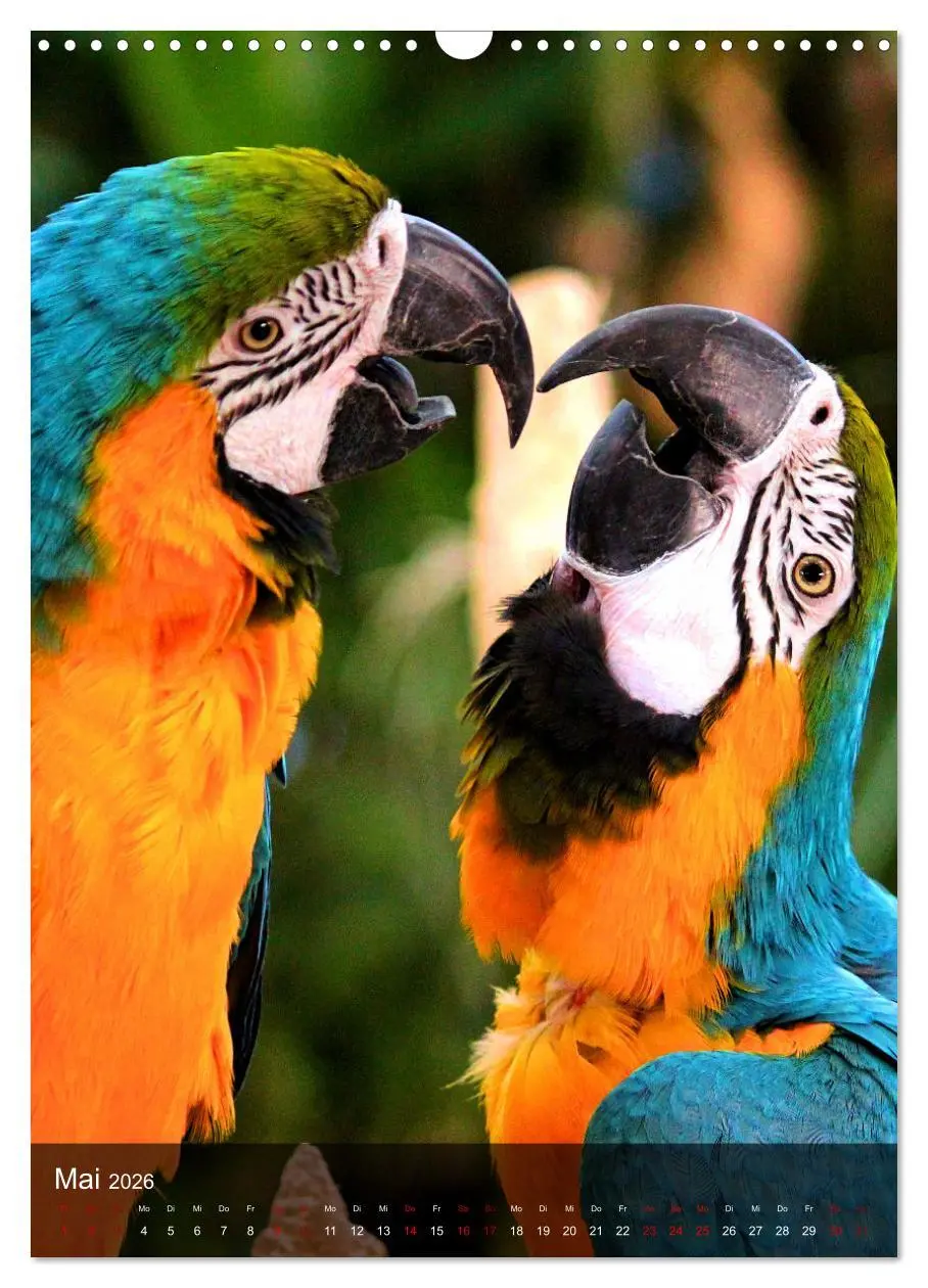 Bild: 9783516332162 | Papageien - exotische Schönheiten (Wandkalender 2026 DIN A3 hoch),...