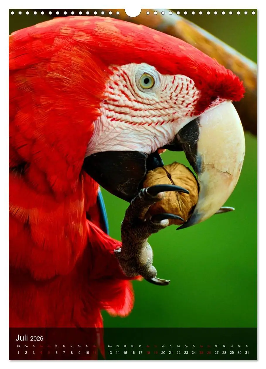 Bild: 9783516332162 | Papageien - exotische Schönheiten (Wandkalender 2026 DIN A3 hoch),...