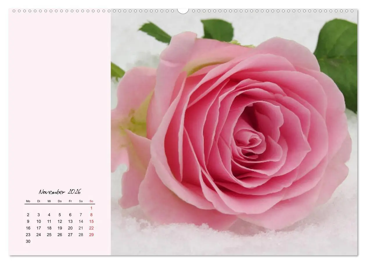 Bild: 9783457772362 | Rosen. Charmante und edle Königinnen (Wandkalender 2026 DIN A2...