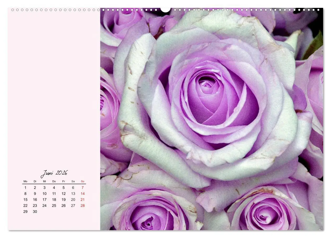 Bild: 9783457772362 | Rosen. Charmante und edle Königinnen (Wandkalender 2026 DIN A2...