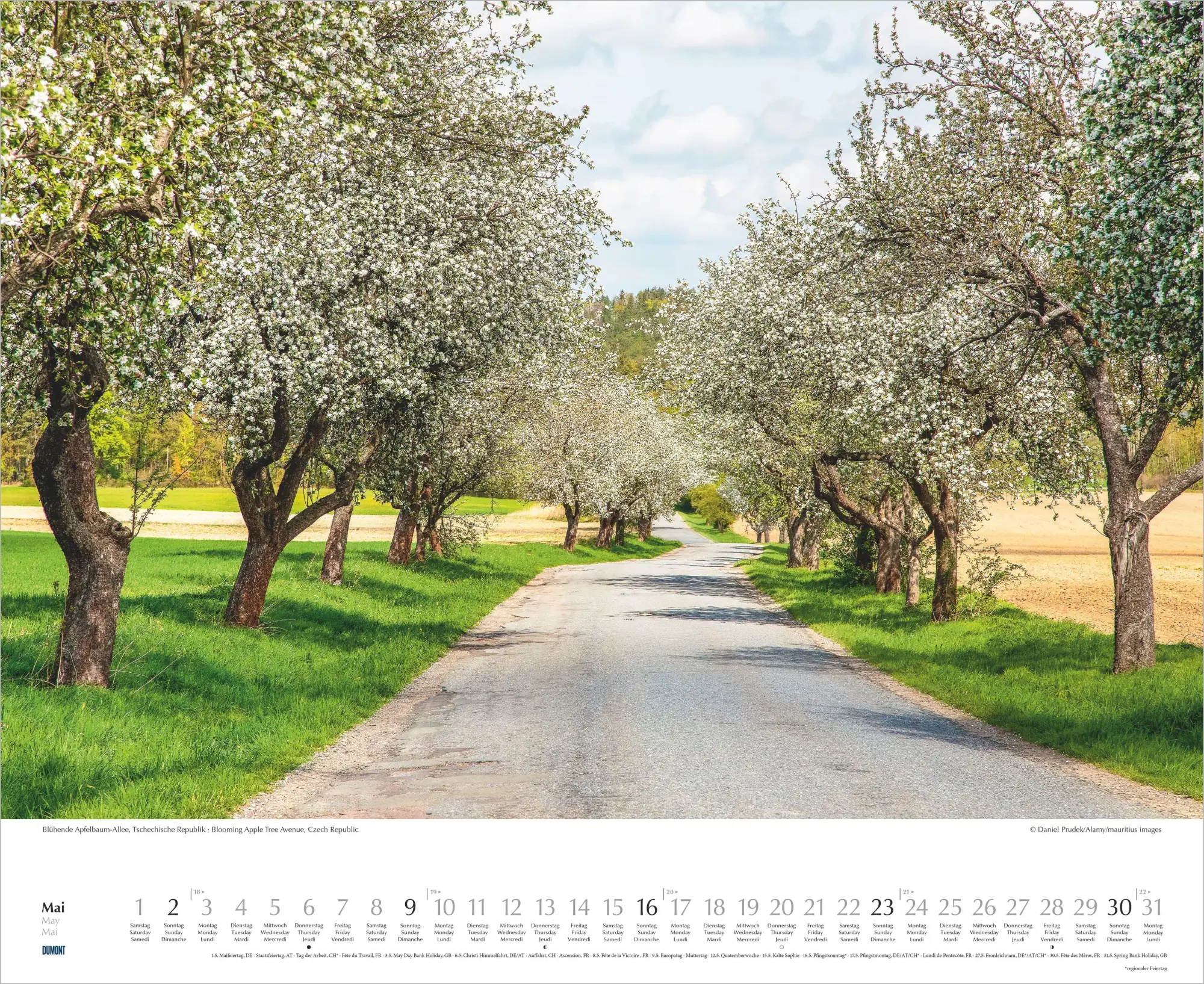 Bild: 4069095012462 | Bäume-Alleen 2027 | Neumann Verlage GmbH &amp; Co KG | Kalender | 14 S.