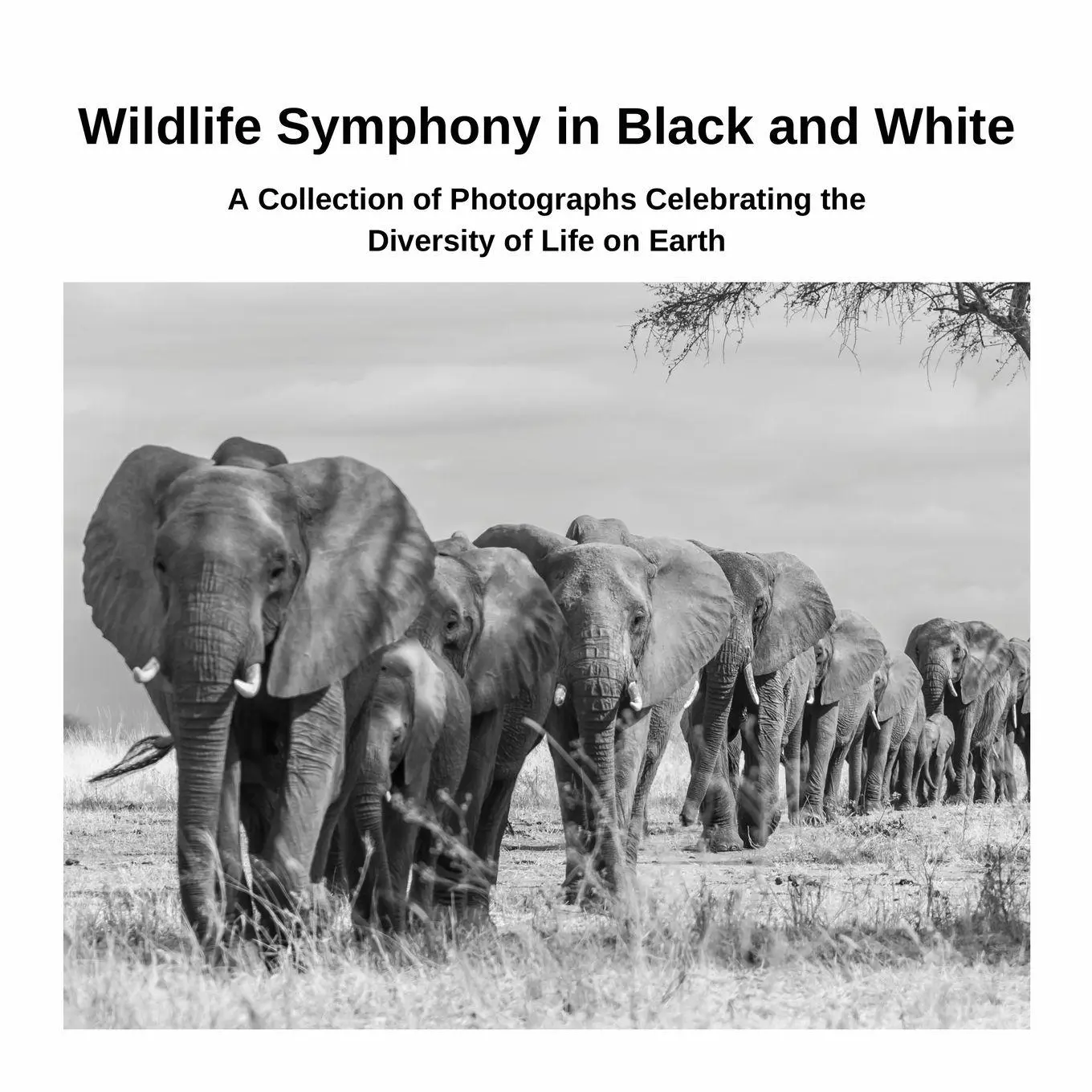 Cover: 9781447822462 | Wildlife Symphony in Black and White | David Sechovicz | Taschenbuch