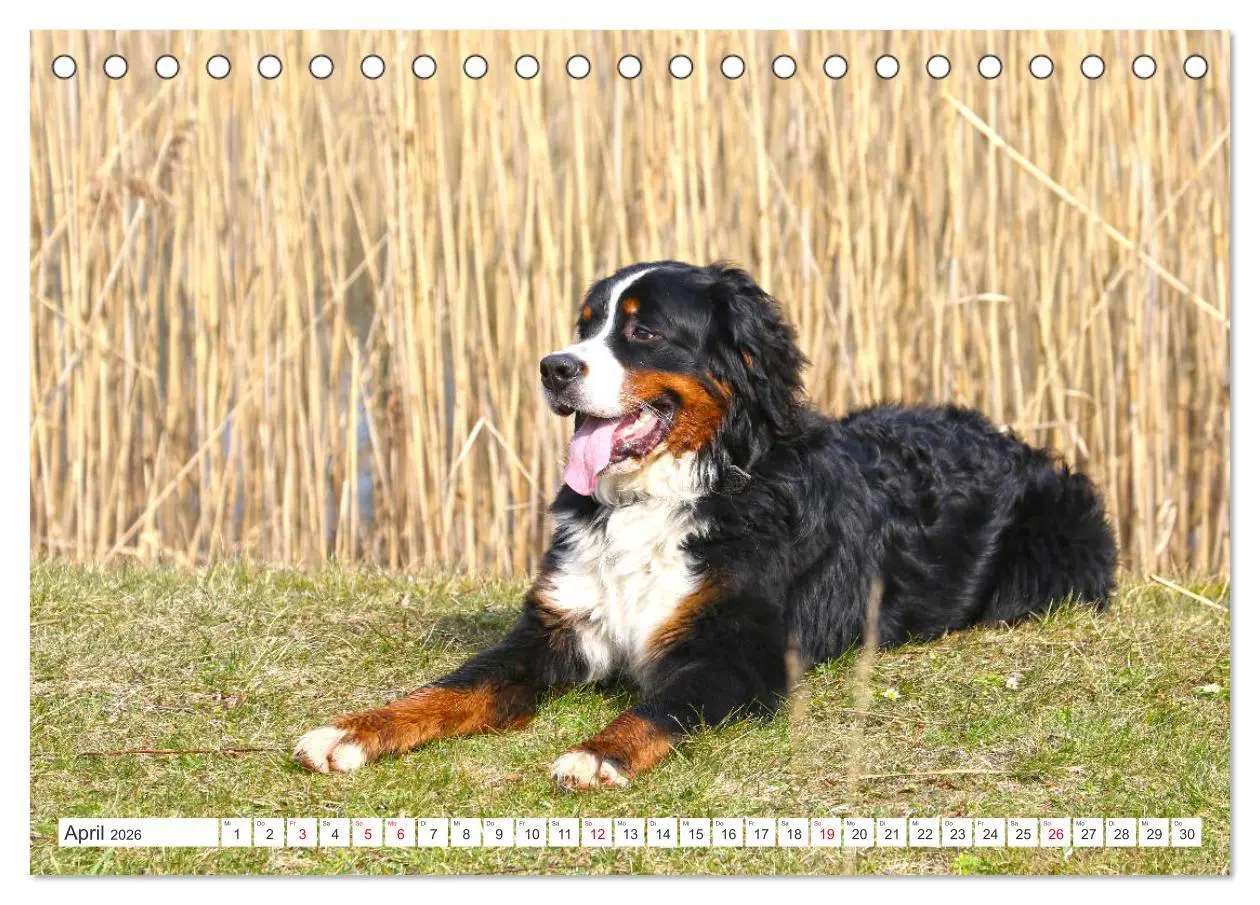 Bild: 9783457832462 | Berner Sennenhunde machen glücklich (Tischkalender 2026 DIN A5...
