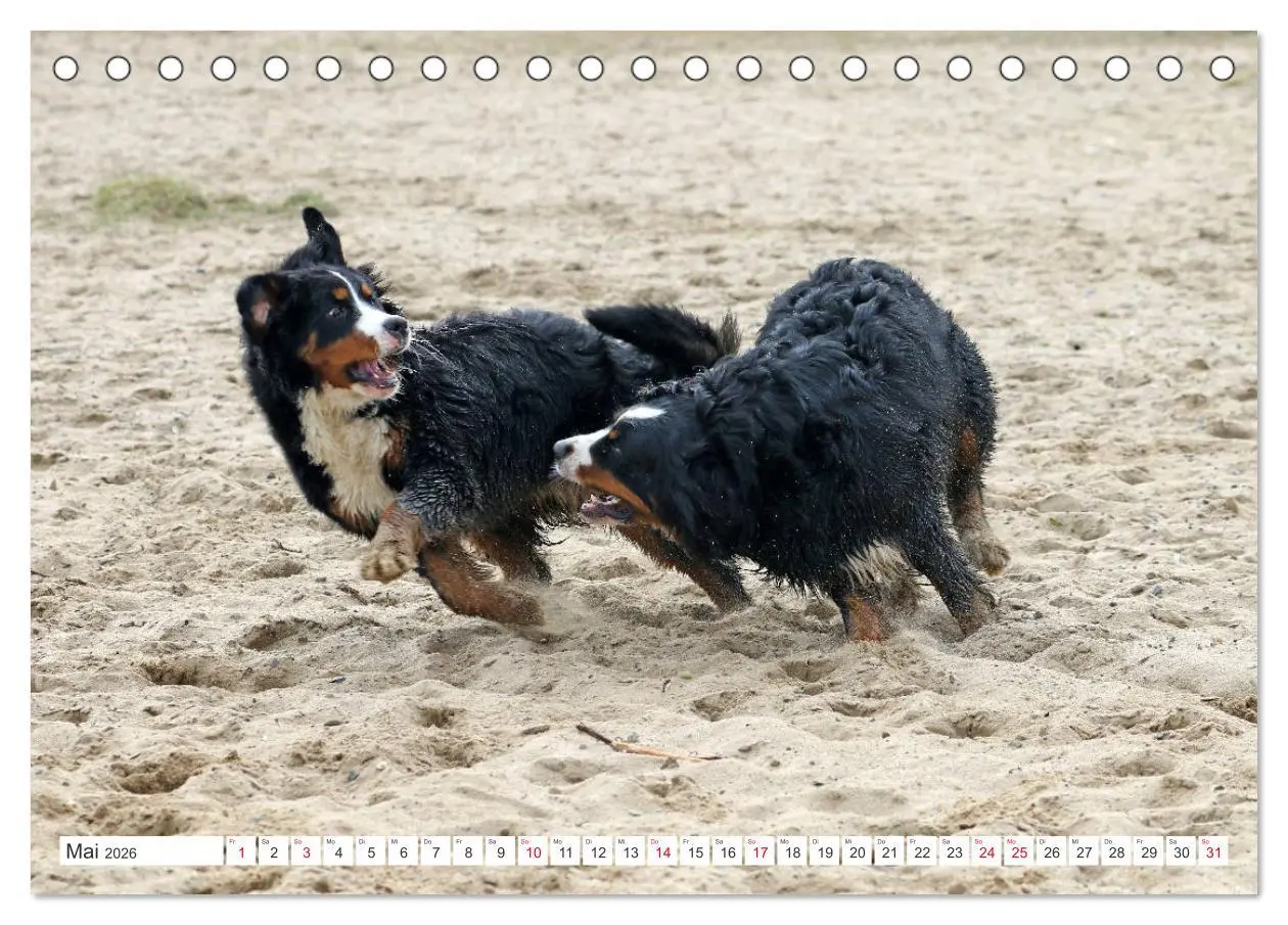 Bild: 9783457832462 | Berner Sennenhunde machen glücklich (Tischkalender 2026 DIN A5...
