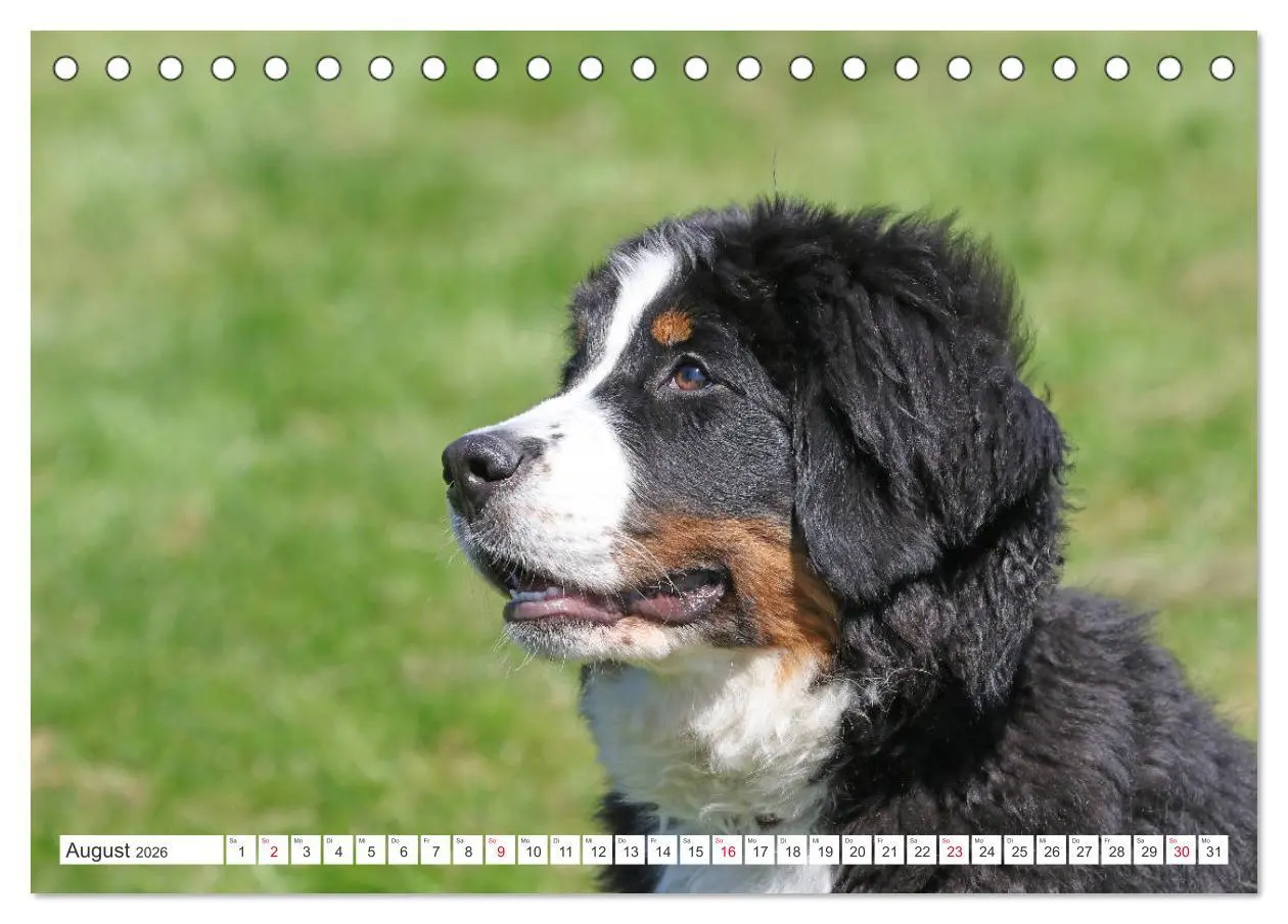 Bild: 9783457832462 | Berner Sennenhunde machen glücklich (Tischkalender 2026 DIN A5...
