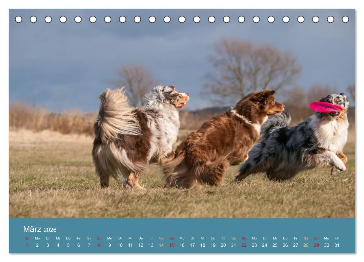 Bild: 9783516162462 | Mit Aussies unterwegs - Die bunte Welt der Australian Shepherds...