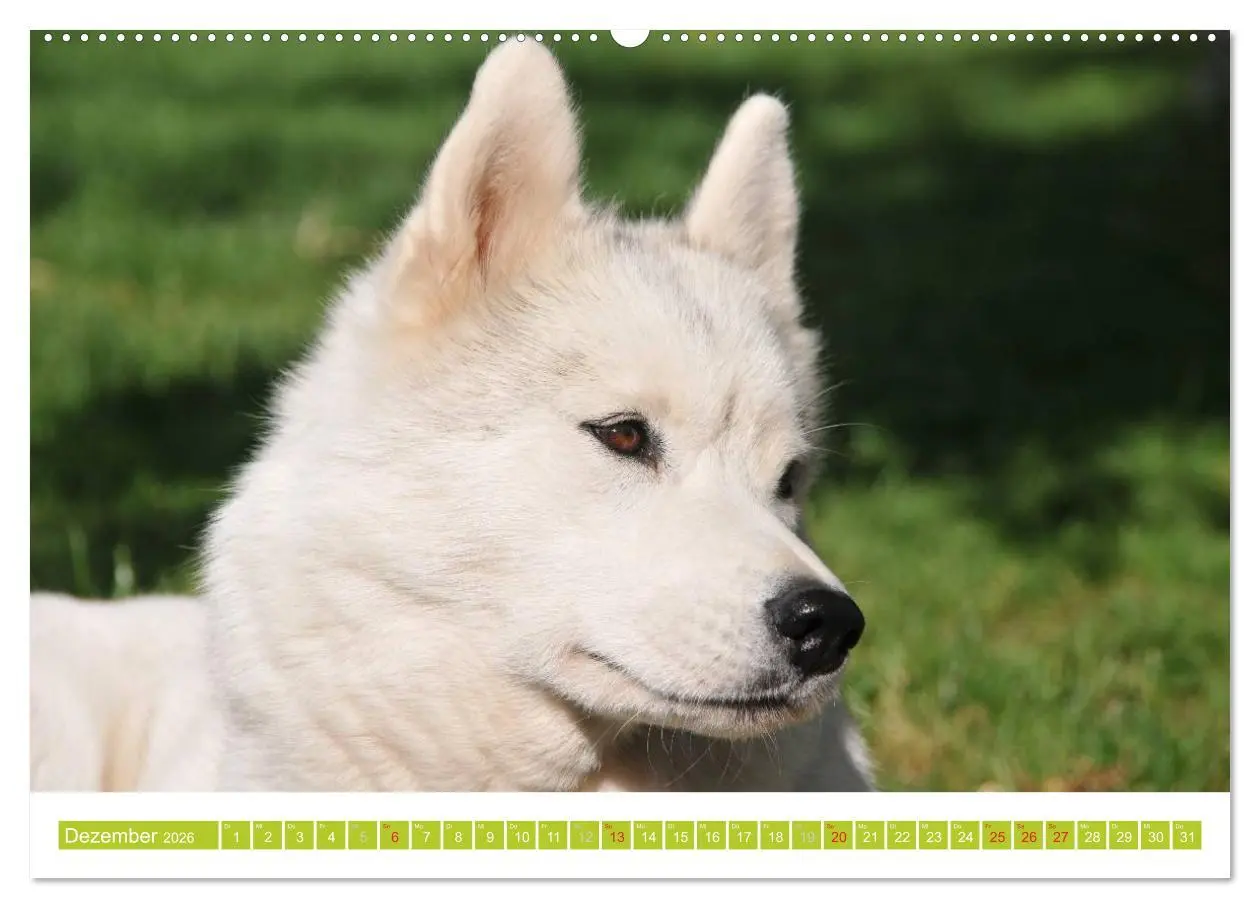 Bild: 9783516152562 | Siberian Husky - der Urtyp (hochwertiger Premium Wandkalender 2026...