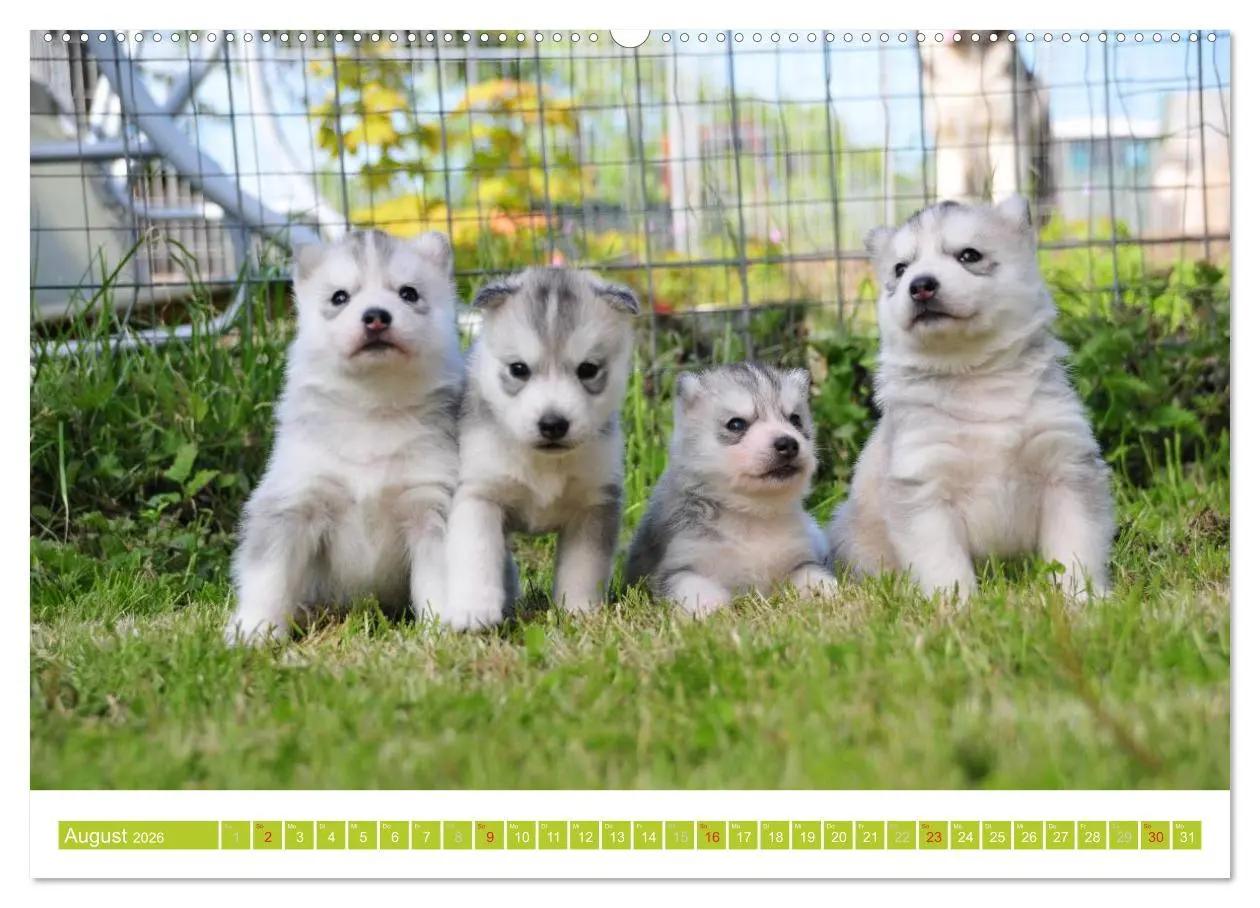 Bild: 9783516152562 | Siberian Husky - der Urtyp (hochwertiger Premium Wandkalender 2026...