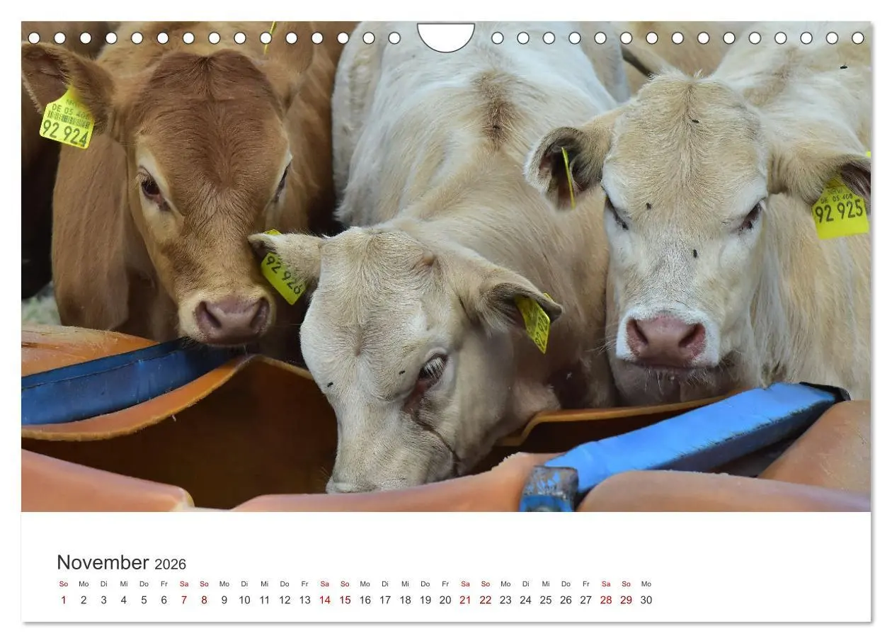Bild: 9783457362662 | Kälber - Kleine Herzensbrecher auf den Wiesen (Wandkalender 2026...