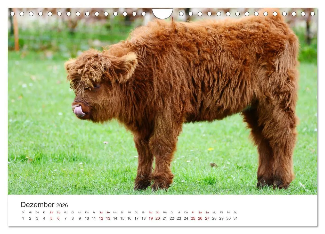 Bild: 9783457362662 | Kälber - Kleine Herzensbrecher auf den Wiesen (Wandkalender 2026...