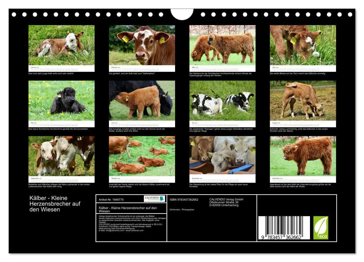 Bild: 9783457362662 | Kälber - Kleine Herzensbrecher auf den Wiesen (Wandkalender 2026...