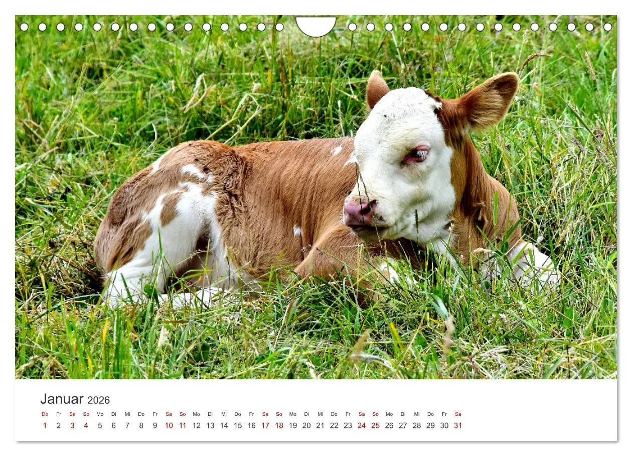 Bild: 9783457362662 | Kälber - Kleine Herzensbrecher auf den Wiesen (Wandkalender 2026...