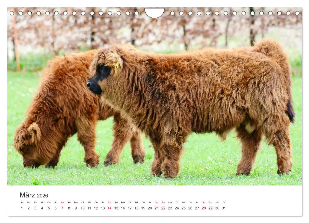 Bild: 9783457362662 | Kälber - Kleine Herzensbrecher auf den Wiesen (Wandkalender 2026...