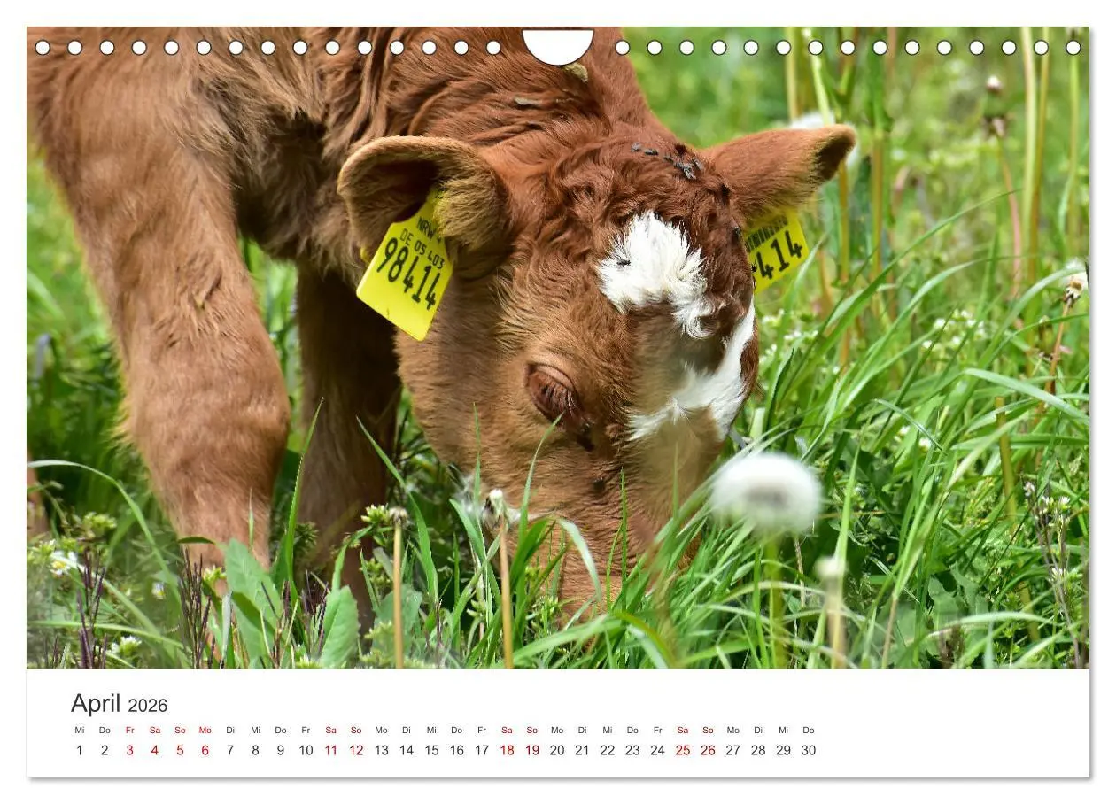 Bild: 9783457362662 | Kälber - Kleine Herzensbrecher auf den Wiesen (Wandkalender 2026...