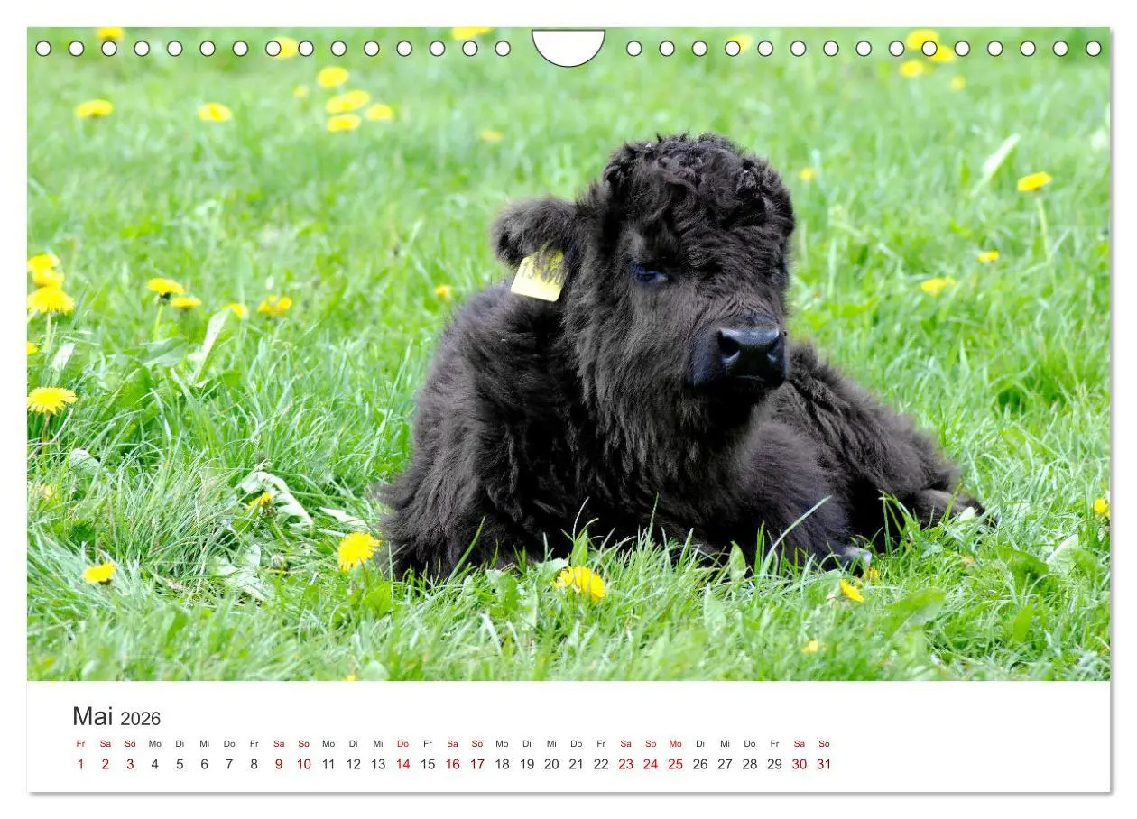 Bild: 9783457362662 | Kälber - Kleine Herzensbrecher auf den Wiesen (Wandkalender 2026...