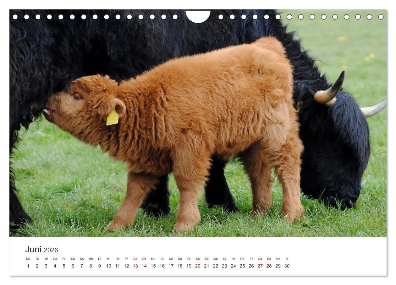 Bild: 9783457362662 | Kälber - Kleine Herzensbrecher auf den Wiesen (Wandkalender 2026...