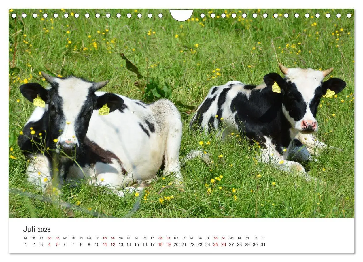 Bild: 9783457362662 | Kälber - Kleine Herzensbrecher auf den Wiesen (Wandkalender 2026...