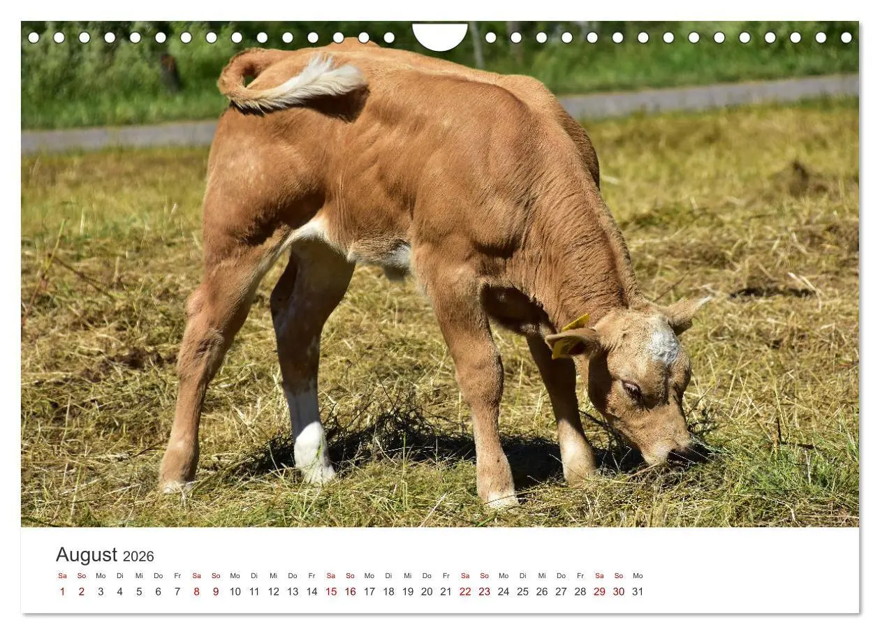 Bild: 9783457362662 | Kälber - Kleine Herzensbrecher auf den Wiesen (Wandkalender 2026...