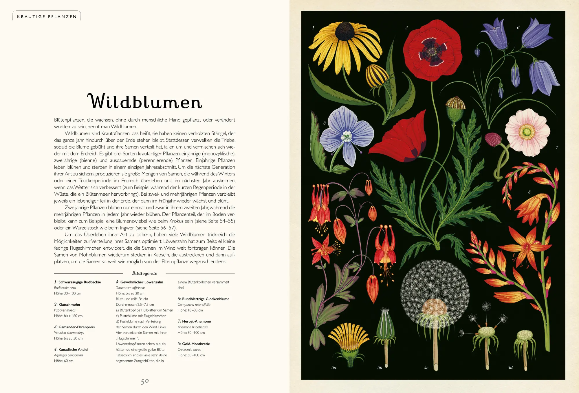 Bild: 9783791372662 | Das Museum der Pflanzen | Eintritt frei! | Katie Scott (u. a.) | Buch