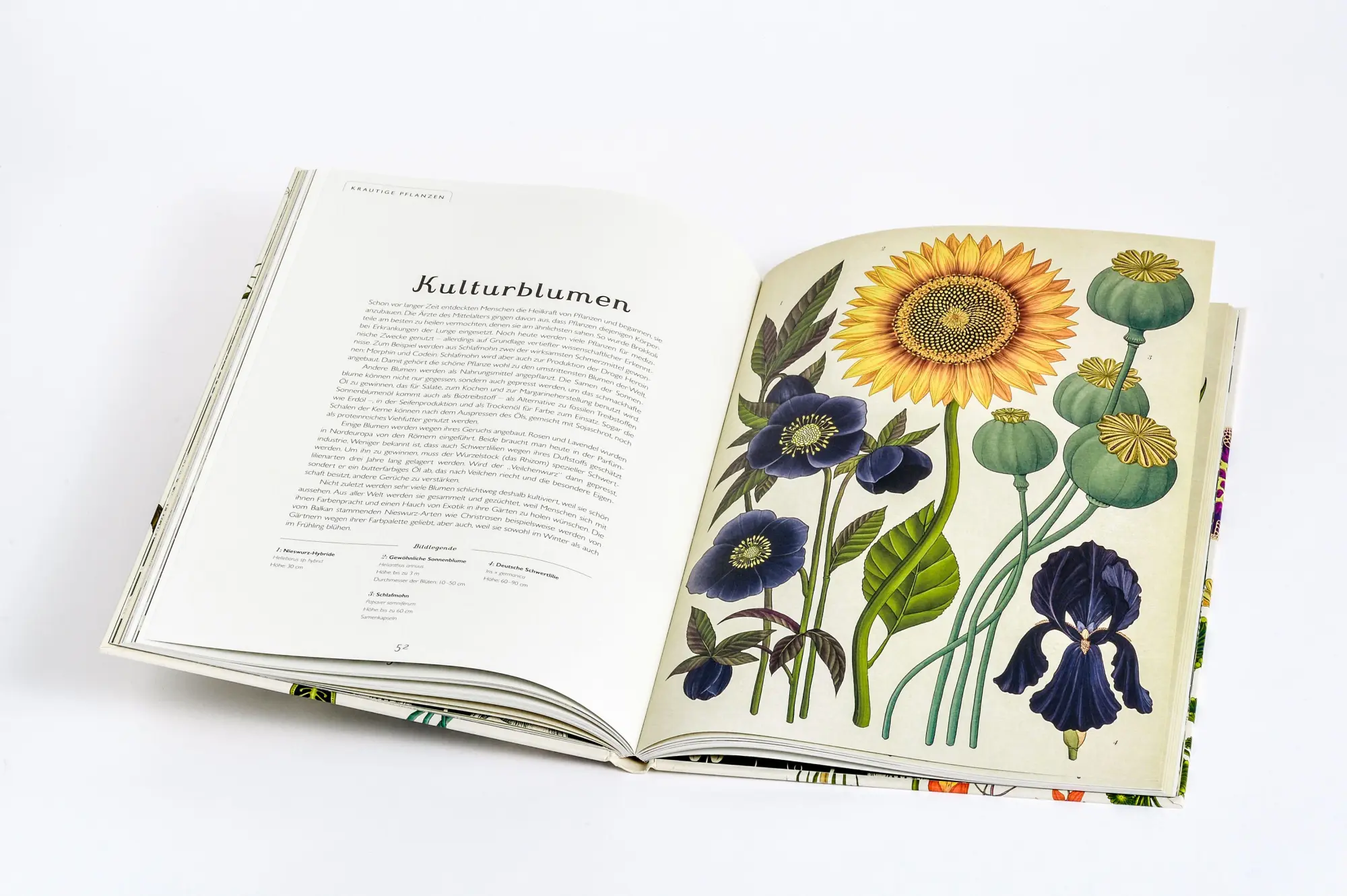 Bild: 9783791372662 | Das Museum der Pflanzen | Katie Scott (u. a.) | Buch | Eintritt frei!