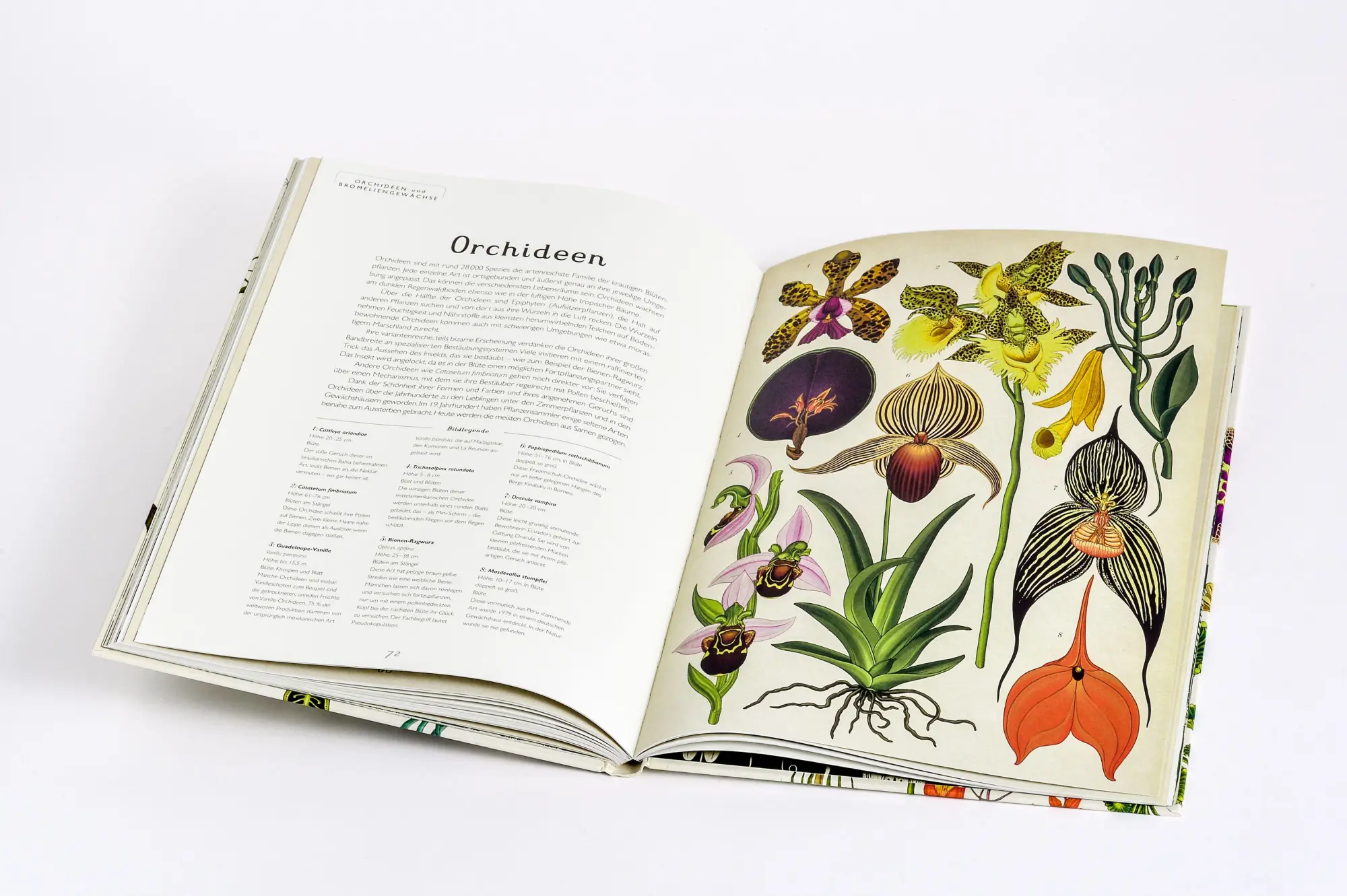Bild: 9783791372662 | Das Museum der Pflanzen | Katie Scott (u. a.) | Buch | Eintritt frei!
