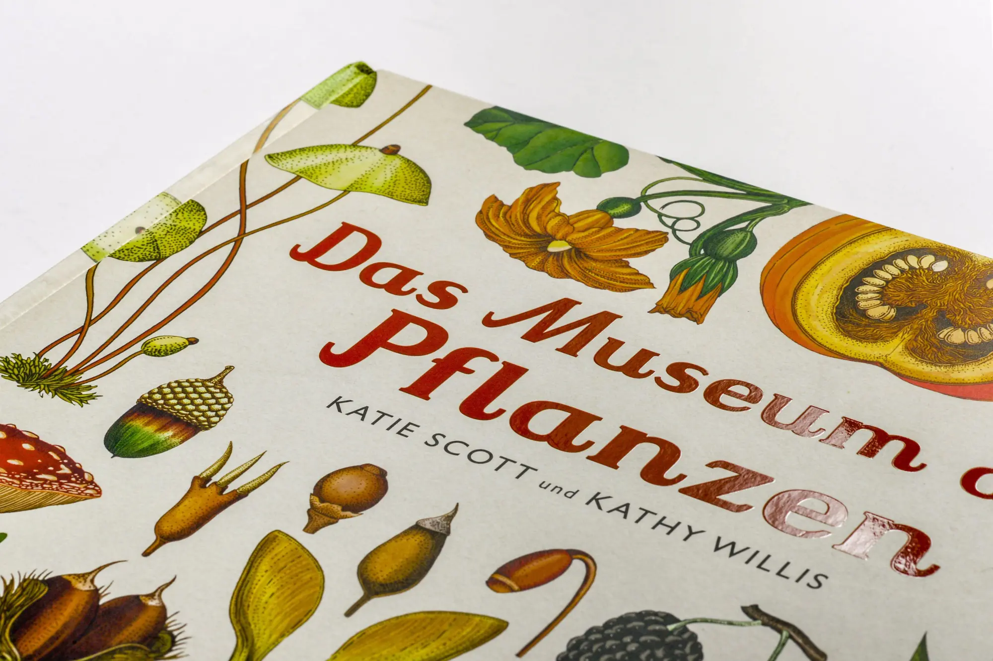 Bild: 9783791372662 | Das Museum der Pflanzen | Katie Scott (u. a.) | Buch | Eintritt frei!