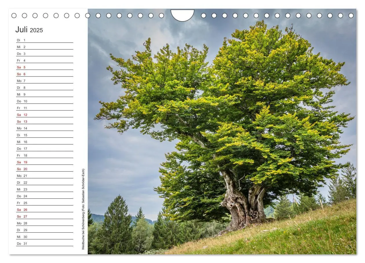 Bild: 9783383932762 | Naturvielfalt Wiesental (Wandkalender 2025 DIN A4 quer), CALVENDO...