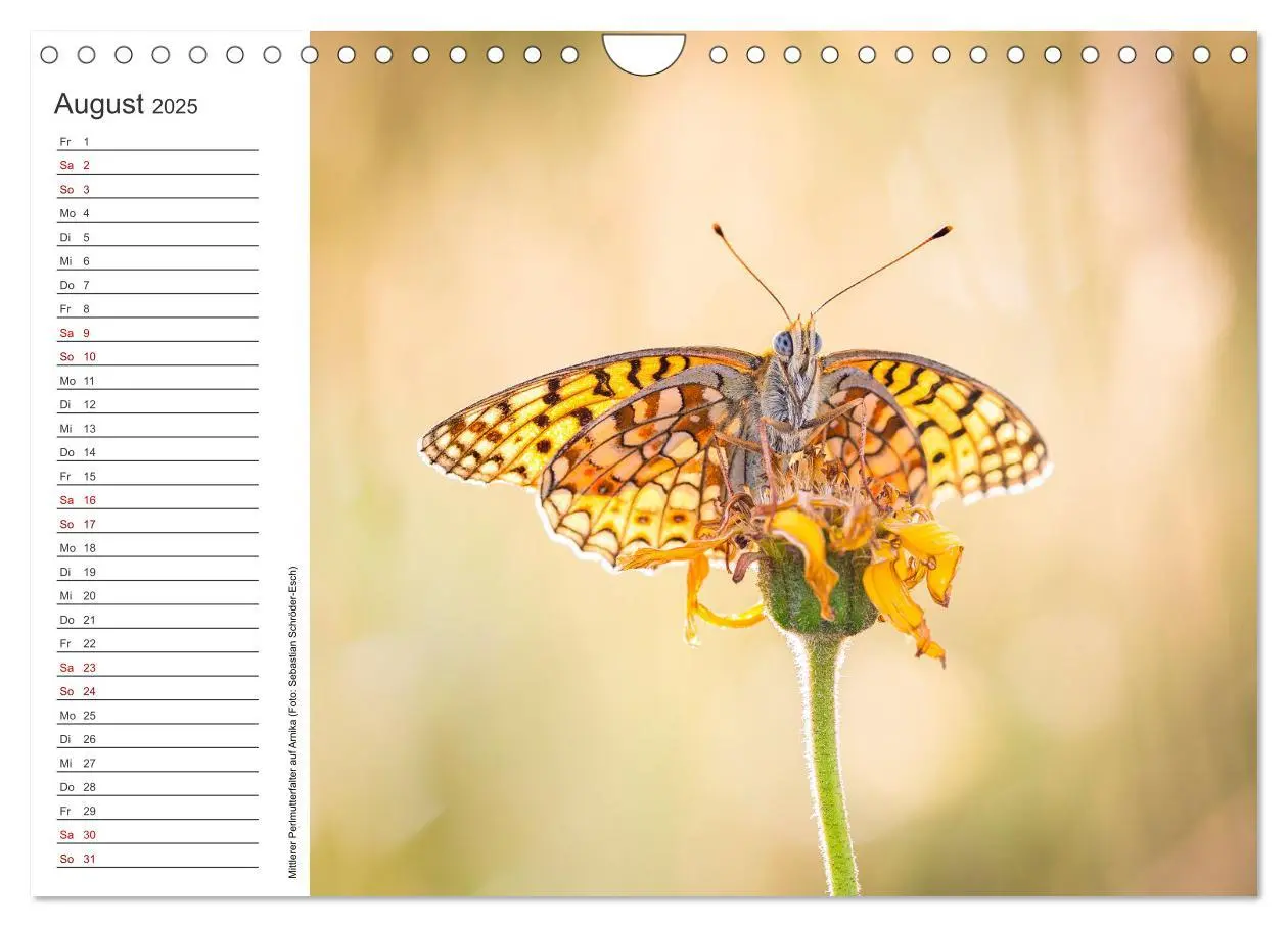 Bild: 9783383932762 | Naturvielfalt Wiesental (Wandkalender 2025 DIN A4 quer), CALVENDO...