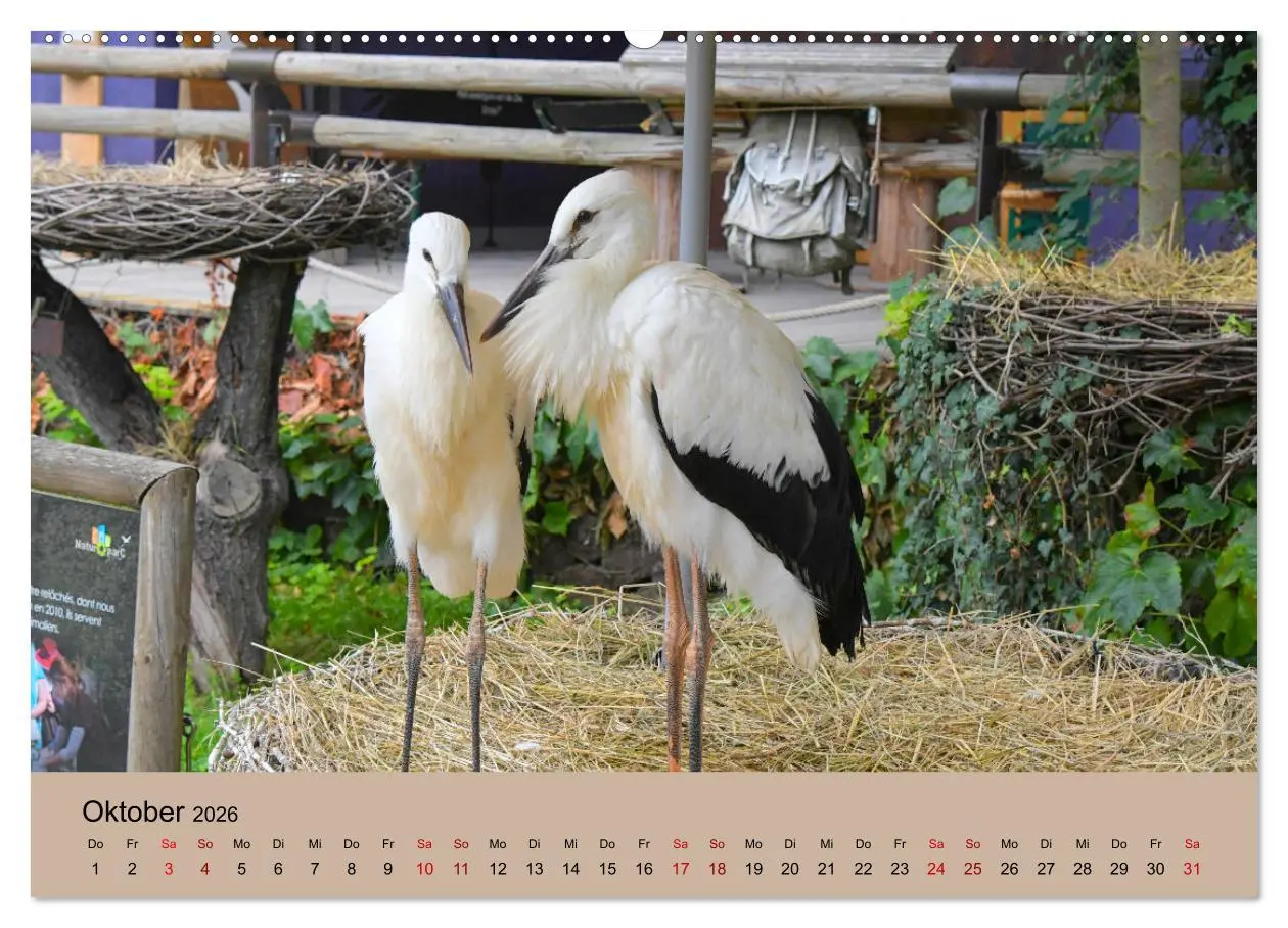 Bild: 9783457422762 | Der Storchenkalender (hochwertiger Premium Wandkalender 2026 DIN A2...