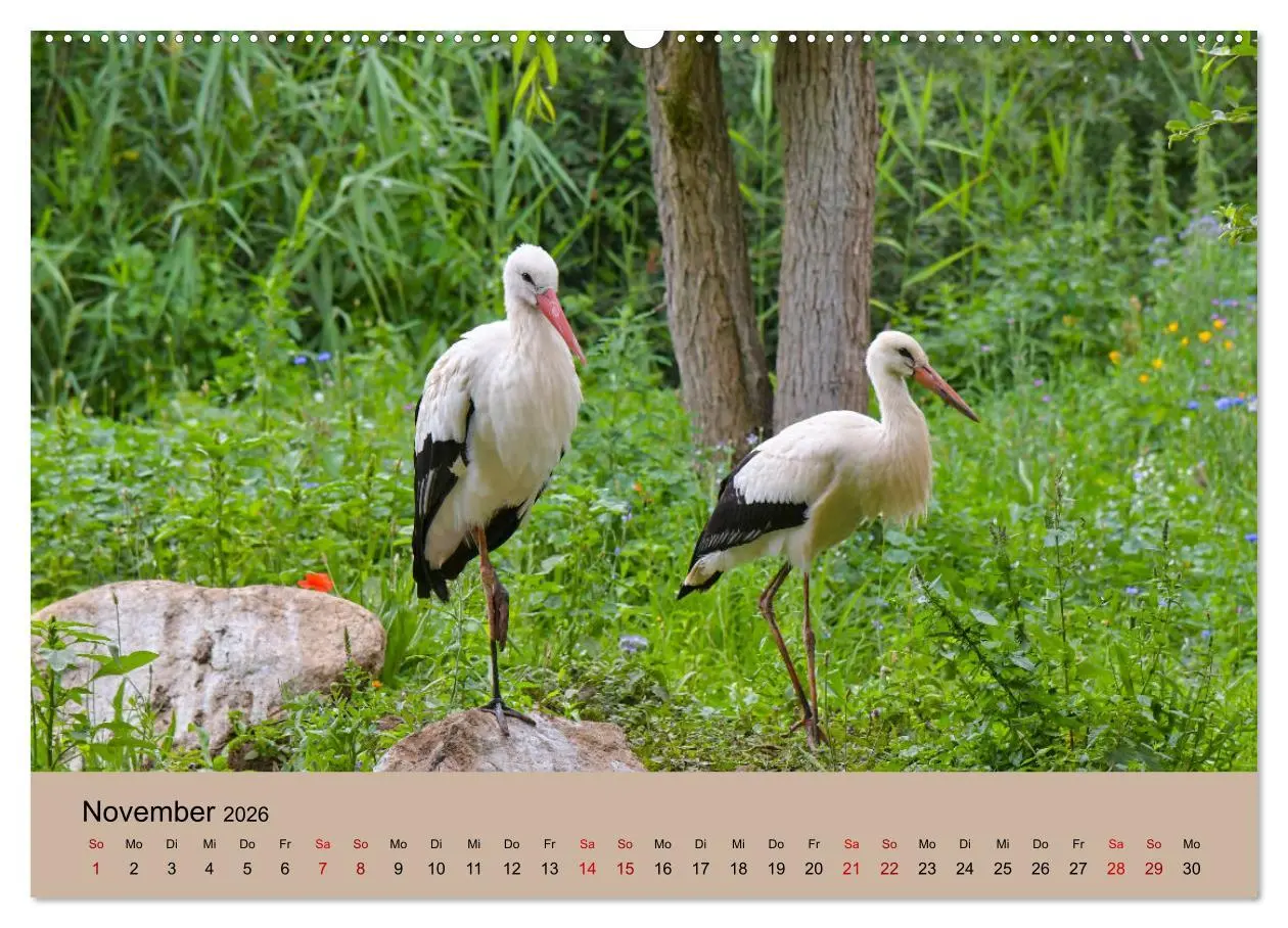 Bild: 9783457422762 | Der Storchenkalender (hochwertiger Premium Wandkalender 2026 DIN A2...