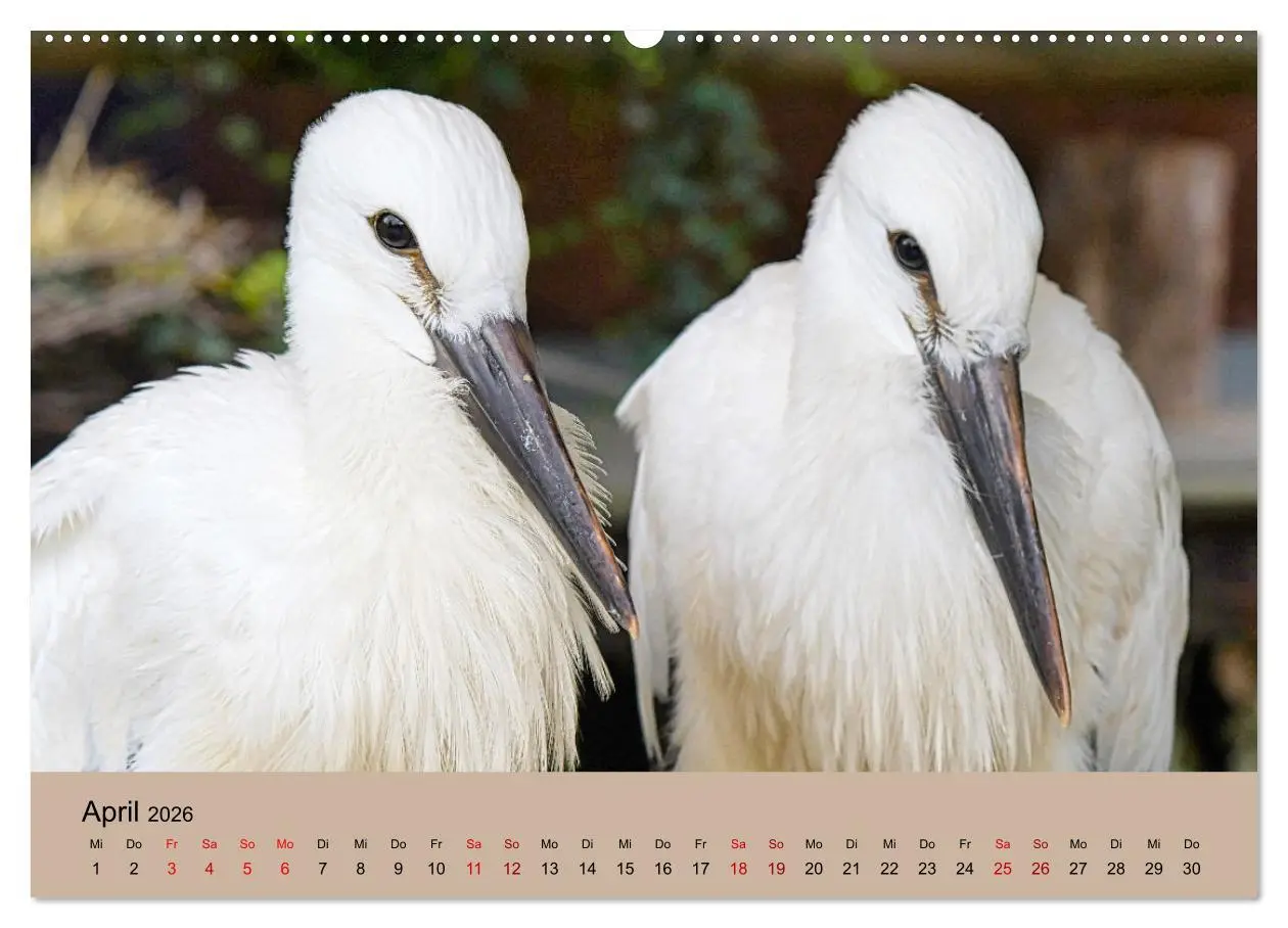 Bild: 9783457422762 | Der Storchenkalender (hochwertiger Premium Wandkalender 2026 DIN A2...
