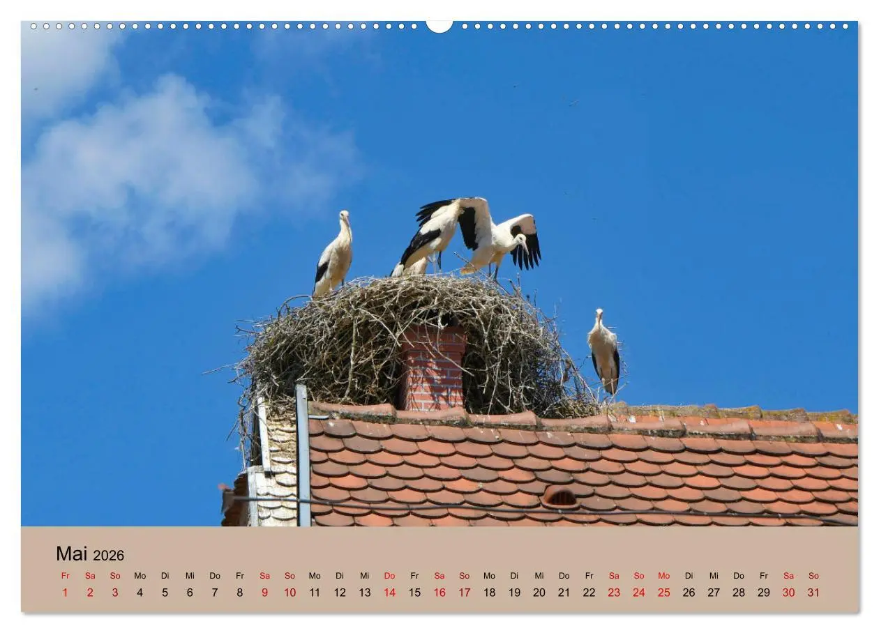 Bild: 9783457422762 | Der Storchenkalender (hochwertiger Premium Wandkalender 2026 DIN A2...