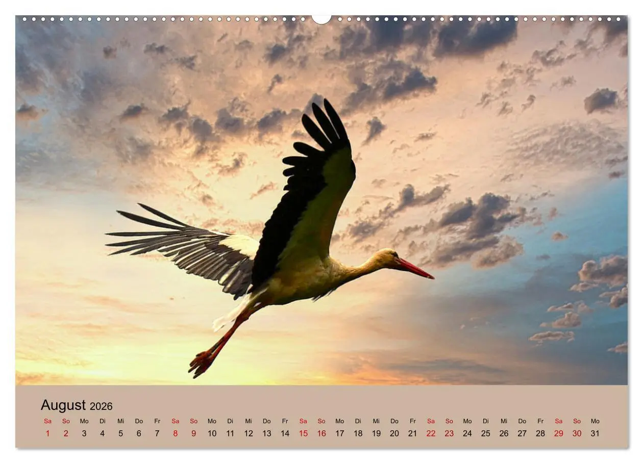 Bild: 9783457422762 | Der Storchenkalender (hochwertiger Premium Wandkalender 2026 DIN A2...