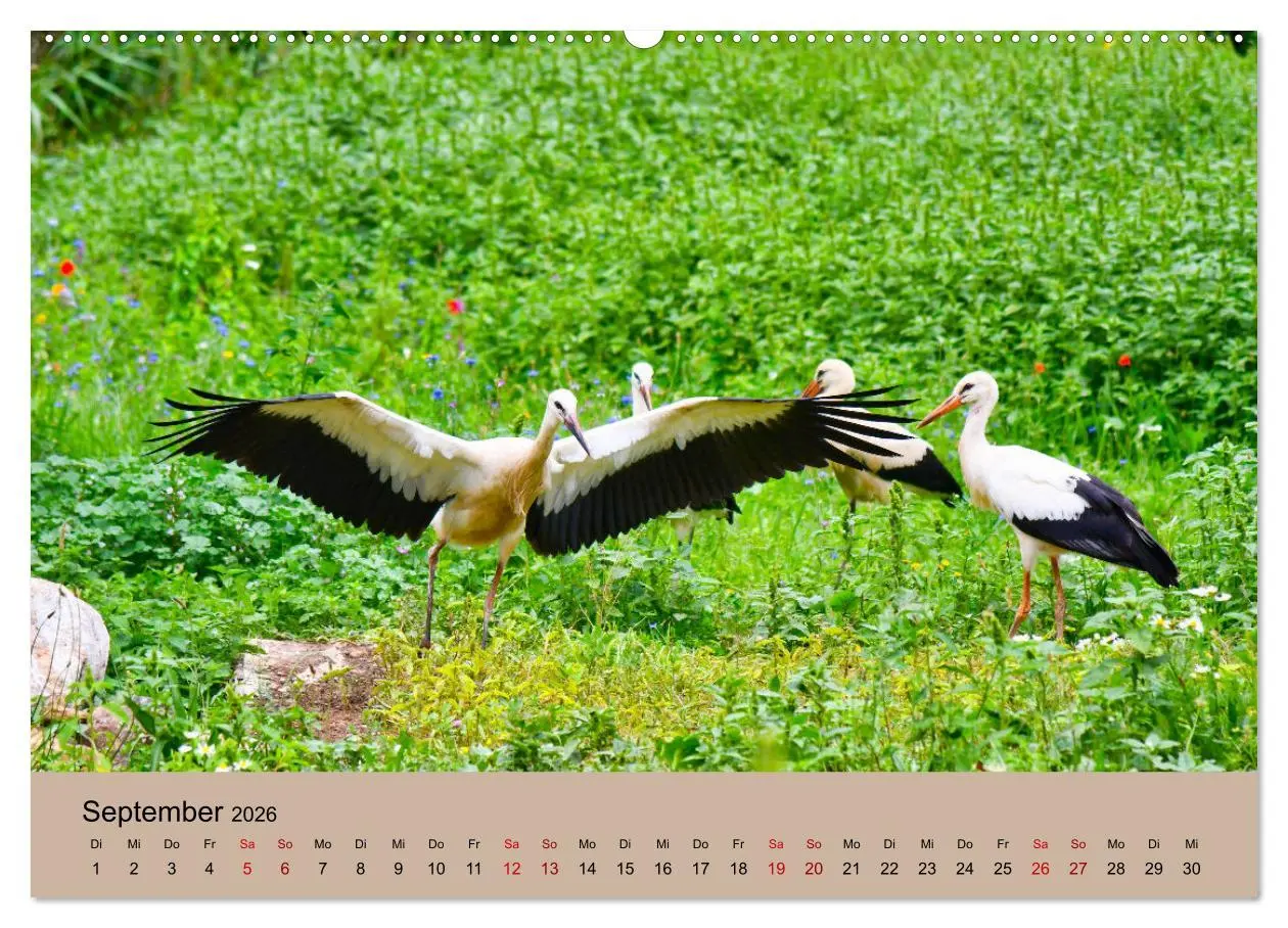 Bild: 9783457422762 | Der Storchenkalender (hochwertiger Premium Wandkalender 2026 DIN A2...