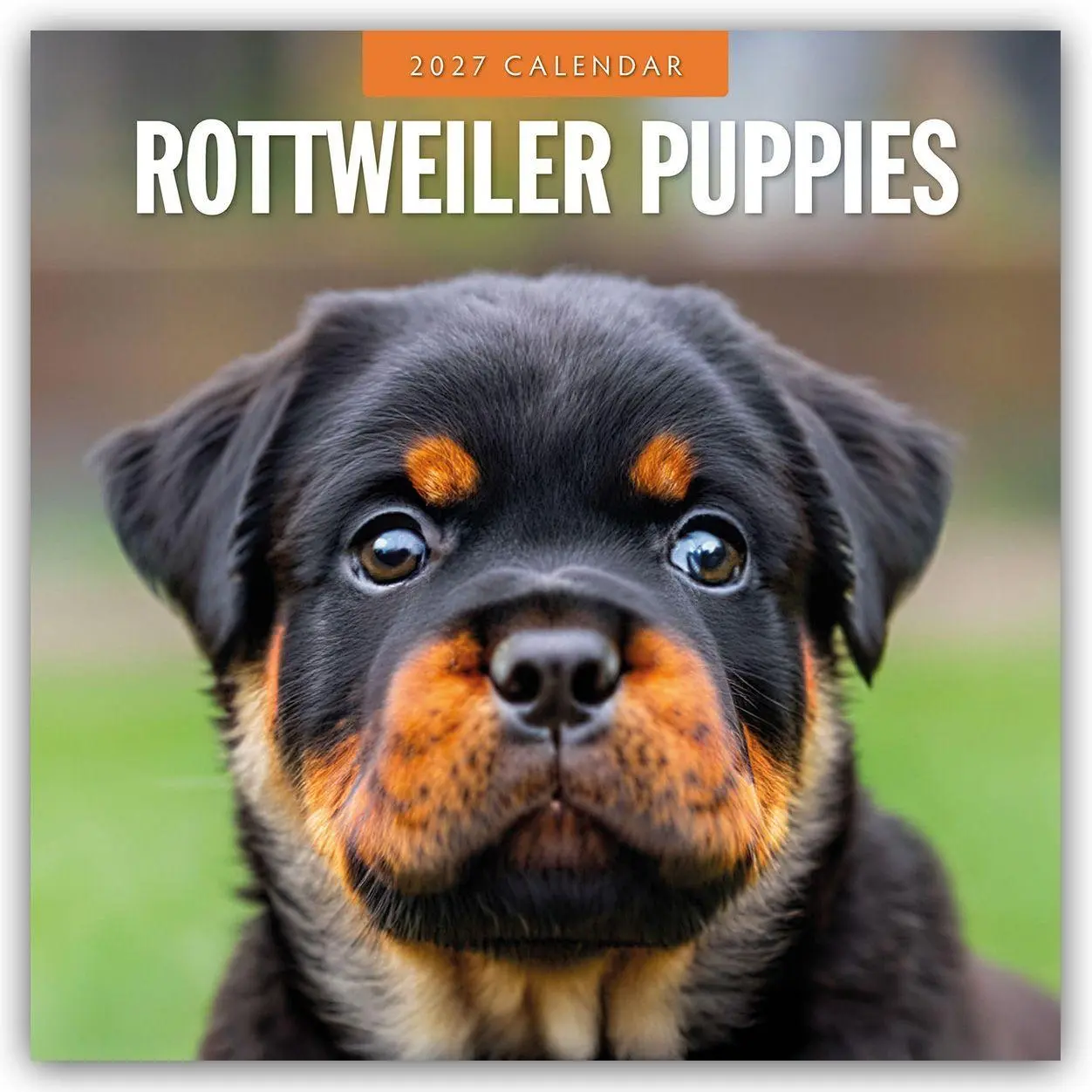 Cover: 9781837012862 | Rottweiler Puppies - Rottweiler Welpen 2027 - 16-Monatskalender | Red
