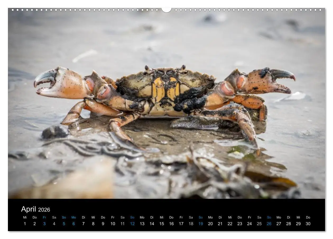 Bild: 9783457952962 | Grüße aus Texel (Wandkalender 2026 DIN A2 quer), CALVENDO...