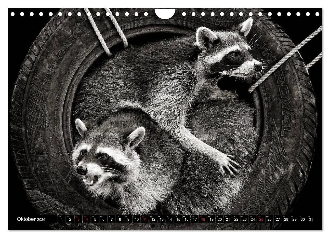 Bild: 9783516042962 | Waschbären - Maskierte Gauner (Wandkalender 2026 DIN A4 quer),...