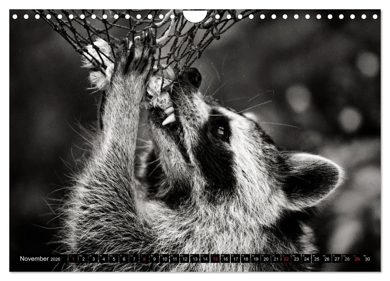Bild: 9783516042962 | Waschbären - Maskierte Gauner (Wandkalender 2026 DIN A4 quer),...