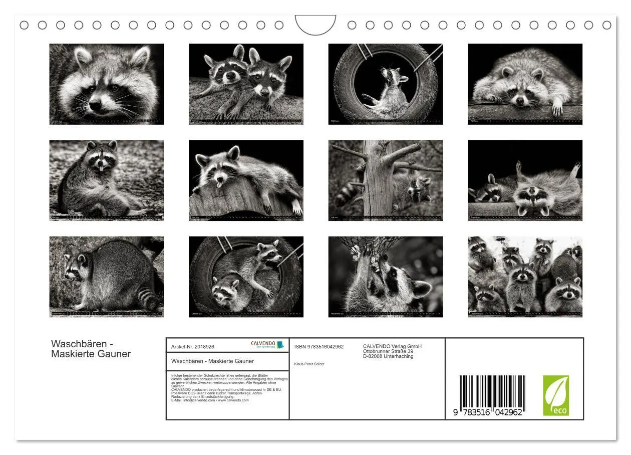 Bild: 9783516042962 | Waschbären - Maskierte Gauner (Wandkalender 2026 DIN A4 quer),...