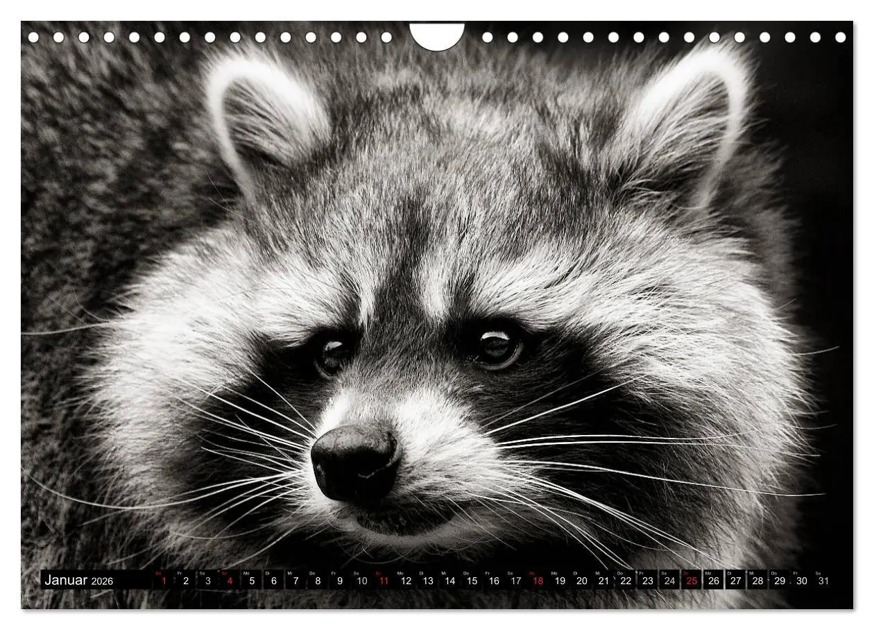 Bild: 9783516042962 | Waschbären - Maskierte Gauner (Wandkalender 2026 DIN A4 quer),...