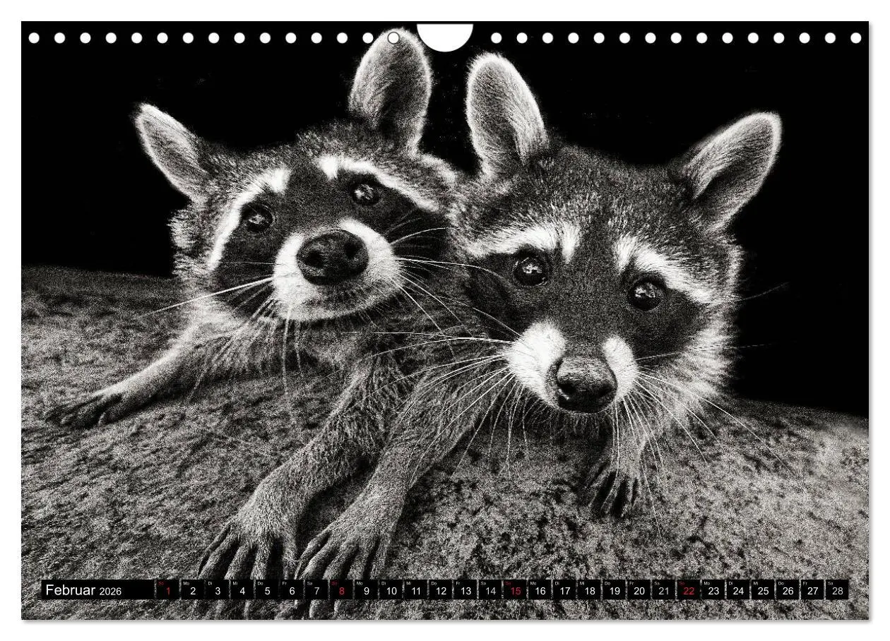 Bild: 9783516042962 | Waschbären - Maskierte Gauner (Wandkalender 2026 DIN A4 quer),...