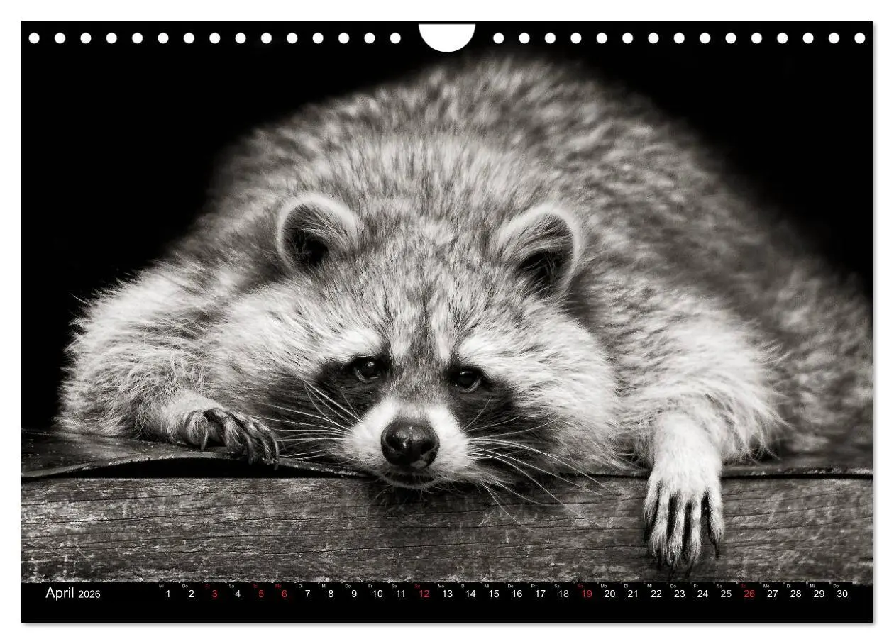 Bild: 9783516042962 | Waschbären - Maskierte Gauner (Wandkalender 2026 DIN A4 quer),...