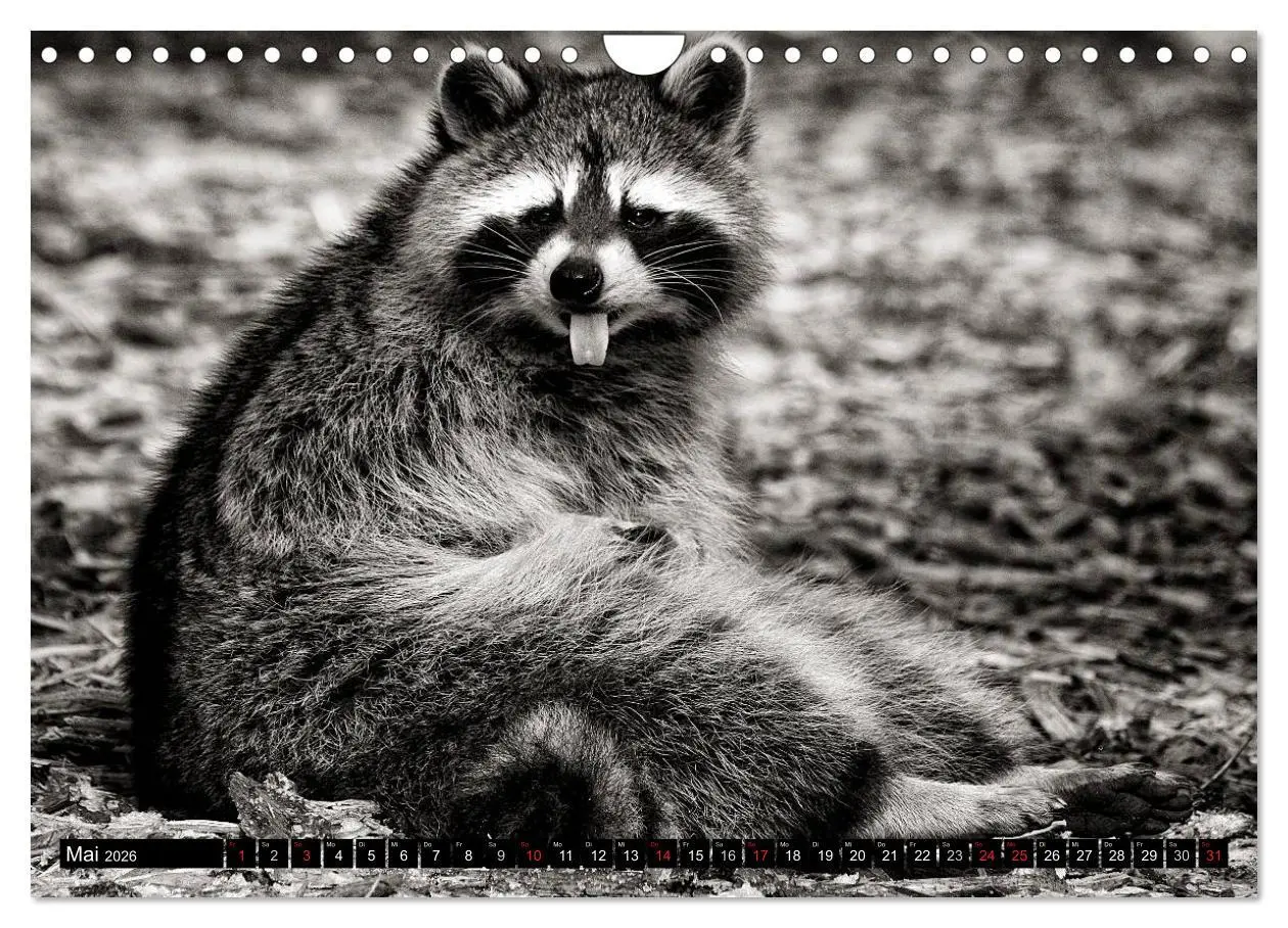 Bild: 9783516042962 | Waschbären - Maskierte Gauner (Wandkalender 2026 DIN A4 quer),...