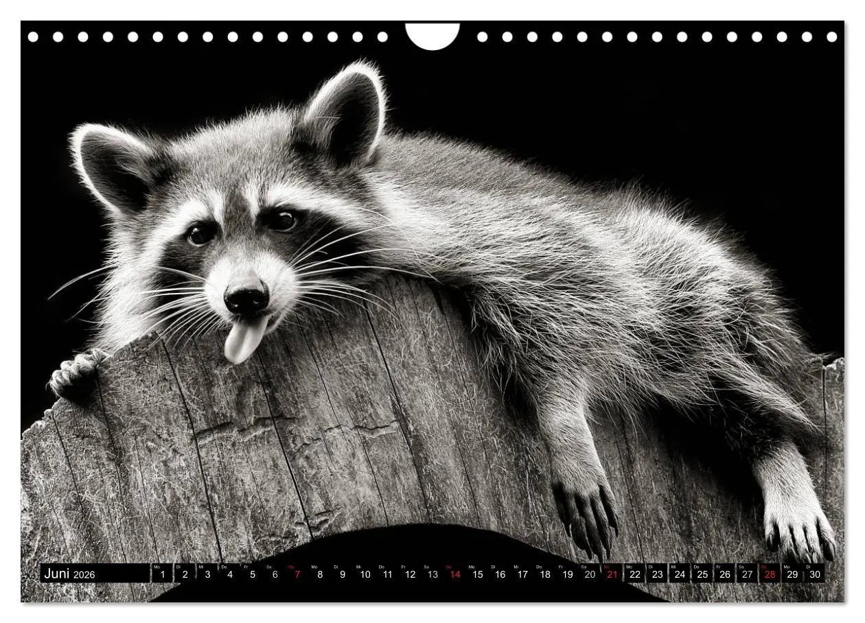 Bild: 9783516042962 | Waschbären - Maskierte Gauner (Wandkalender 2026 DIN A4 quer),...