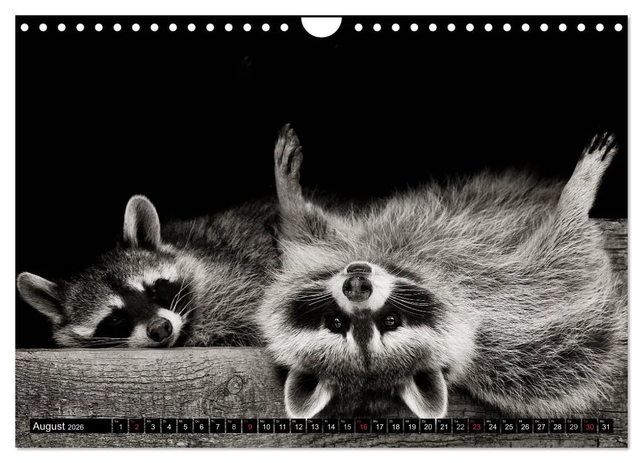 Bild: 9783516042962 | Waschbären - Maskierte Gauner (Wandkalender 2026 DIN A4 quer),...